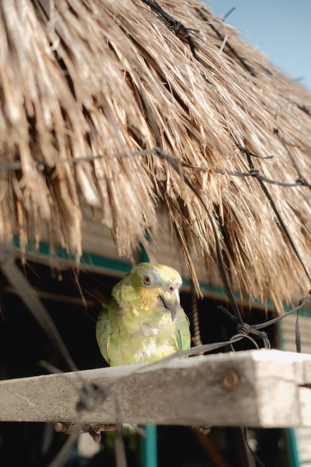 El Embrujo Tintipan Hotel Tintipan Island Buitenkant foto